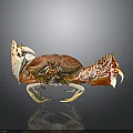 Red And White Patterned Crab With Large Claws Shiny Shell And Reflection On Smooth Surface 3d model