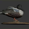 Taxidermy Duck with Colorful Feathers Black Head and Orange Feet on Wooden Base