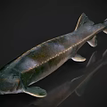 Shiny Aquatic Catfish With Whiskers And Streamlined Body On Dark Reflective Background