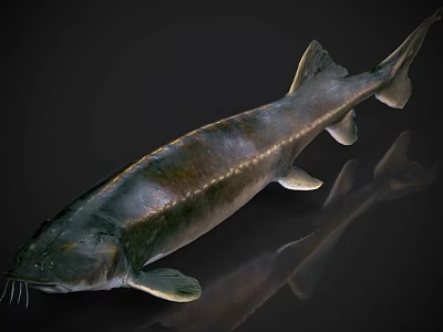 Shiny Aquatic Catfish With Whiskers And Streamlined Body On Dark Reflective Background 3d model
