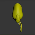 3D Rendered Human Kidney Organ Showing Red Color And Blood Vessels Structure