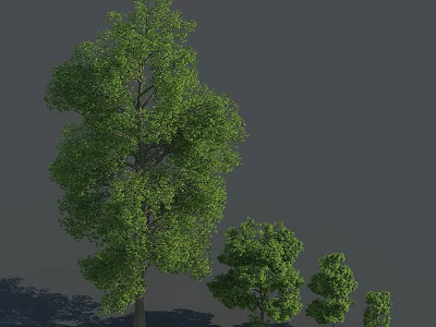 Green Arbor Trees In Different Sizes With Shadows On Gray Background 3d model