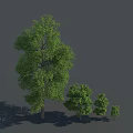Green Arbor Trees In Different Sizes With Shadows On Gray Background