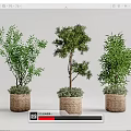Three Bonsai Potted Plants with Woven Baskets and Lush Green Foliage