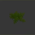 Green Fern Plant With Lush Fresh Leaves For Indoor Home Decor Natural Greenery
