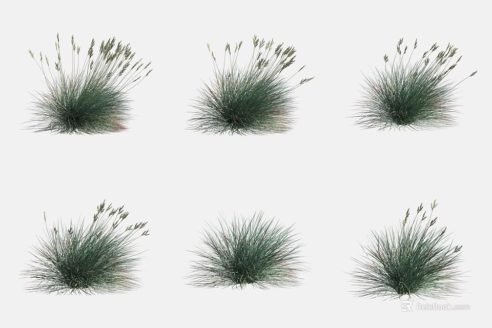 Green Grass Clumps with Feathery Seed Heads in Natural Garden 3d model 