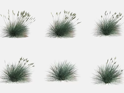 Green Grass Clumps with Feathery Seed Heads in Natural Garden 3d model