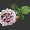 Elegant Pink Rose With Green Leaves And Flower Bud On Dark Background