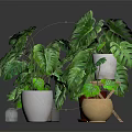 Green Monstera Plants With Large Leaves In Various Colored Potted Containers For Home Decor