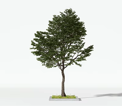 Single Natural Arbor With Green Leaves Brown Trunk And Grass At Base 3d model