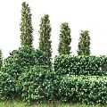 Modern shrubs 3d model