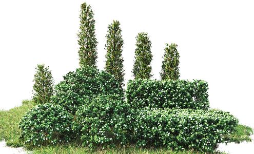 Modern shrubs 3d model