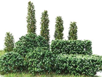 Modern shrubs 3d model