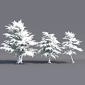 Snow Covered Pine Trees of Various Sizes Standing Against Gray Background