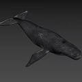 Realistic 3D Model of Blue Whale with Detailed Features on Blue Background