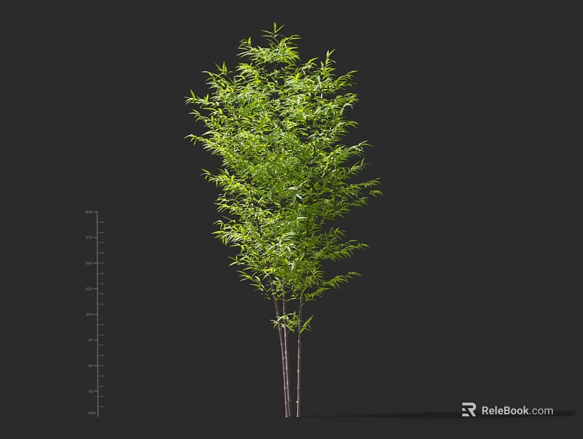 Bamboo Plant With Green Leaves And Slender Stems In Natural Growth 3d model 