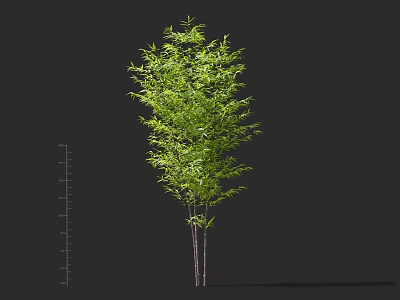Bamboo Plant With Green Leaves And Slender Stems In Natural Growth 3d model