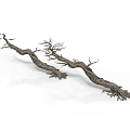 Natural Dried Tree Branches With Curved Shape Roots And Small Branches In Natural State