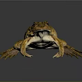 Realistic Yellow Green Spotted Frog With Detailed Body Legs And Eyes