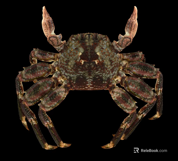 Crab With Textured Dark Brown Shell And Multiple Legs On Black Background 3d model 
