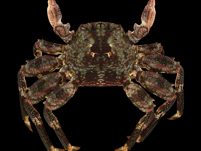 Crab With Textured Dark Brown Shell And Multiple Legs On Black Background 3d model