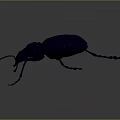 Black Beetle Metal Sculpture With Detailed Texture And Long Thin Legs Artwork
