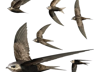 Reptile Lizard With Patterned Skin Crawling On Rocky Surface In Desert 3d model