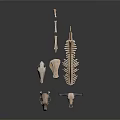 Medical Devices Anatomical Skeletal Models with Skull Spine and Bone Structures for Education