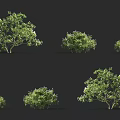 Arbor Trees In Various Forms With Green Leaves And Different Crown Shapes 3d model