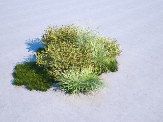 grassland shrub combination 3d model