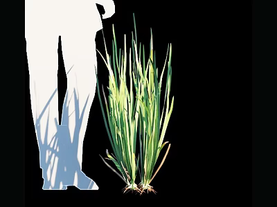 Lush Green Grass With Visible Roots Beside White Silhouette Figure 3d model