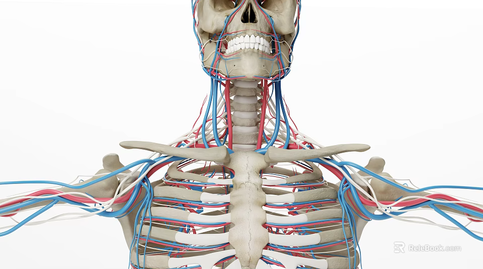 Human Skeleton And Vascular System 3D Model For Medical Education And Training 3d model 