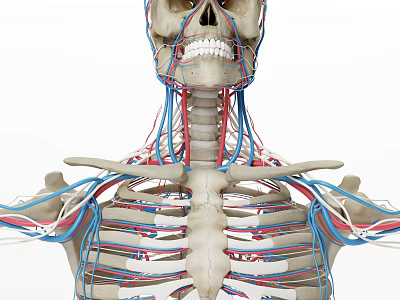 Human Skeleton And Vascular System 3D Model For Medical Education And Training 3d model