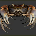 Shiny Vibrant Crab With Orange Claws And Purple Sections On Dark Background