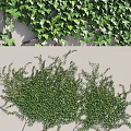 Lush Green Climbing Vines Covering Wall With Fresh Foliage And Natural Decoration