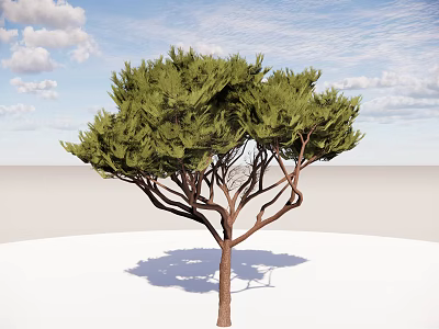Modern Dwarf Tree Tall Tree Conifer Landscape Tree Pine Tree Big Tree Courtyard Tree 3d model