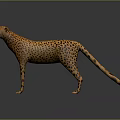 Spotted Cheetah Standing in Side View on Gray Background with Reflective Surface 3d model