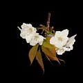 Edible White Cherry Blossoms with Green and Brown Leaves as Natural Food Ingredient