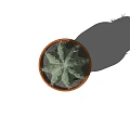 Small Green Spiky Cactus Potted Plant in Brown Terracotta Pot