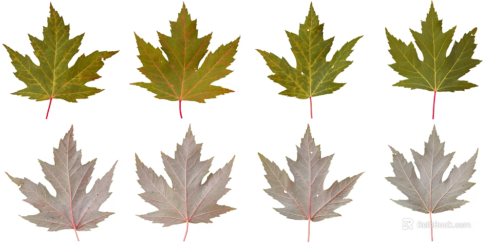 Various Colored Maple Leaves Arranged On White Background Display Natural Beauty 3d model 