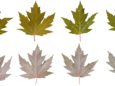 Various Colored Maple Leaves Arranged On White Background Display Natural Beauty 3d model