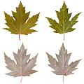 Various Colored Maple Leaves Arranged On White Background Display Natural Beauty