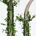 Decorative Garden Arches With Lush Climbing Vines And Wooden Trellis Frames