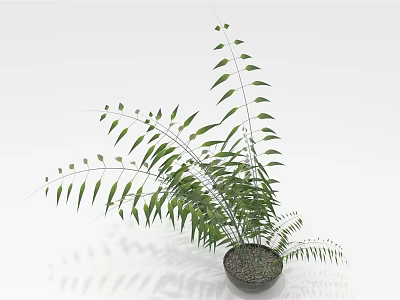 Green Indoor Plant With Long Slender Leaves In Dark Pot On White Background 3d model