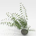 Green Indoor Plant With Long Slender Leaves In Dark Pot On White Background