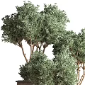 Lush Green Bonsai Potted Plants With Brown Trunks In Striped Planters
