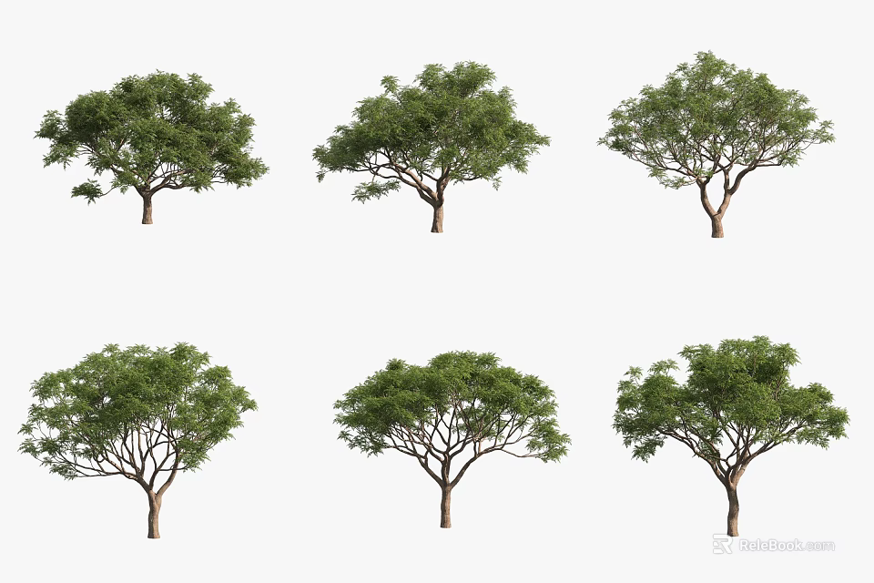 Six Varied Ornamental Trees Displaying Diverse Canopy Shapes and Foliage 3d model 