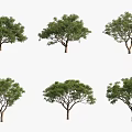Six Varied Ornamental Trees Displaying Diverse Canopy Shapes and Foliage