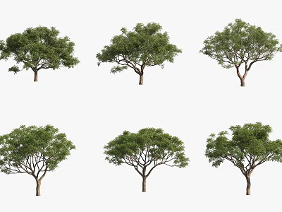 Six Varied Ornamental Trees Displaying Diverse Canopy Shapes and Foliage 3d model