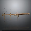 Stick Insect With Long Slender Brown Body Thin Legs On Dark Background And Surface Reflection 3d model
